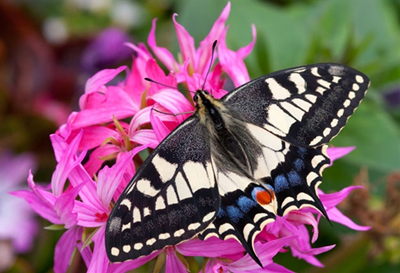 The trip for collecting insects in Mongolia CITES permission is issued ...